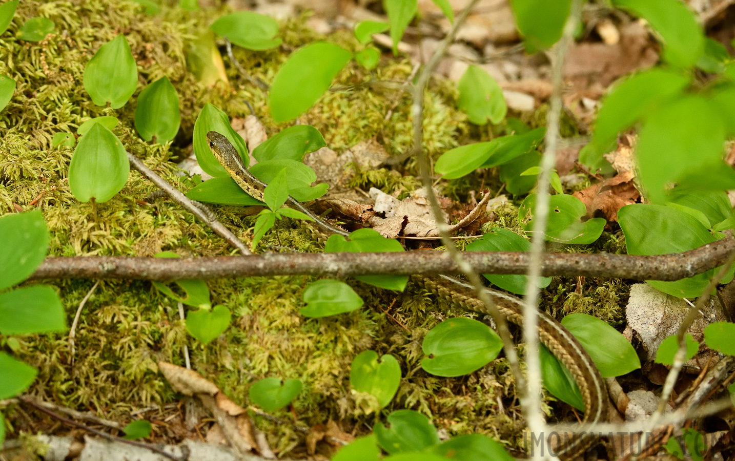 Thamnophis sirtalis pallidula [200 mm, 1/400 sec at f / 7.1, ISO 2500]